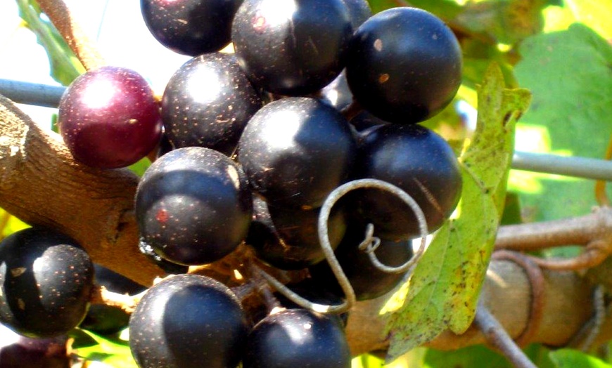 Image 4: Muscadine Grape Vines - Multiple Varieties with Free Shipping (Up to 15% Off)