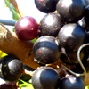 Image 4: Muscadine Grape Vines - Multiple Varieties with Free Shipping (Up to 24% Off)