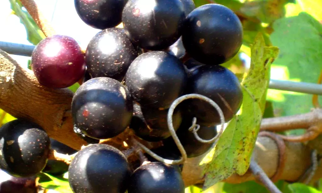 Muscadine Grape Vines - Multiple Varieties with Free Shipping (Up to 24% Off)