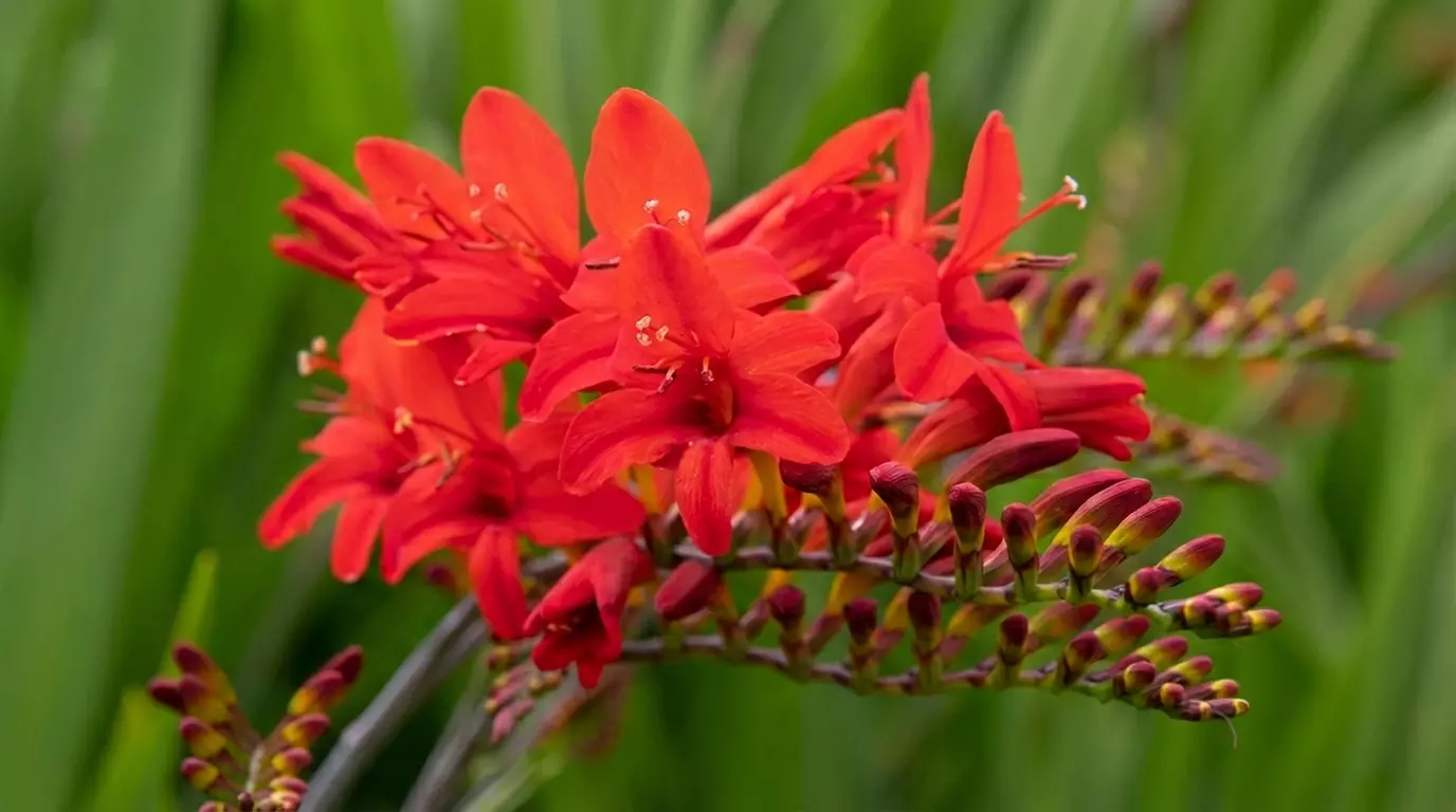 Crocosmia 'Lucifer' or 'Spitfire' Bulbs - Primary Image