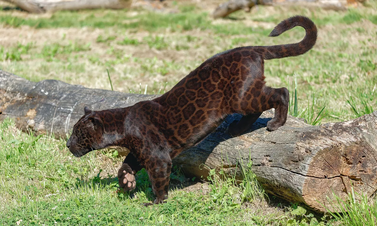Safari animalier près de Paris avec accès Terre de Singes