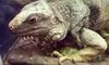 Visit for Two or Four with Entry to Darwin Exhibit at Witte Museum in San Antonio (Up to 62% Off)