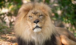 Bronx Zoo Admission: A Day of Wildlife Exploration