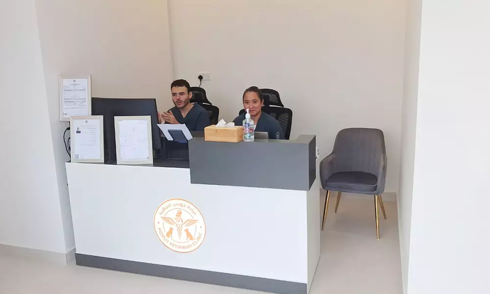 Small Cat/Dog, Medium Dog or Large Dog Full Grooming