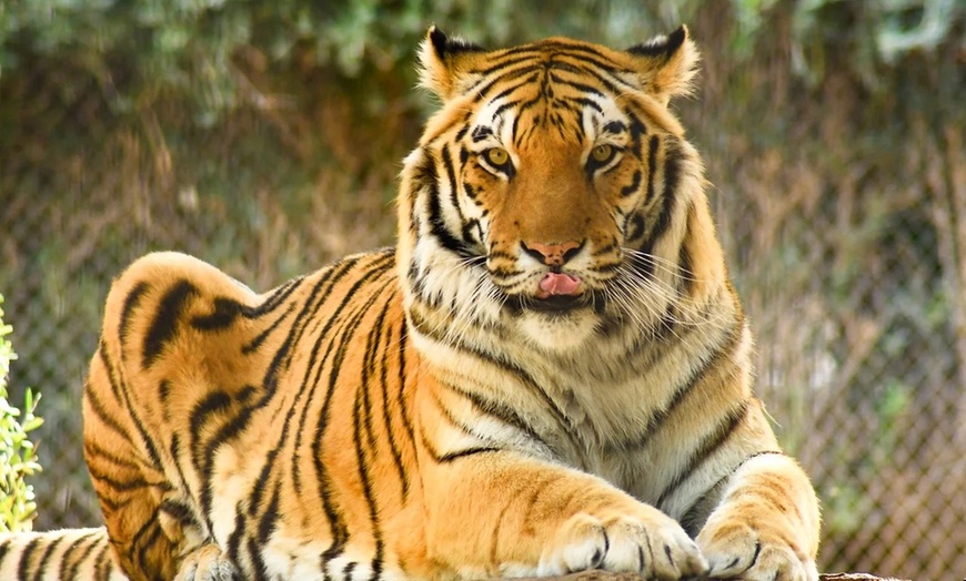 Image 11: Admission to Wildlife World Zoo, Aquarium, & Safari Park