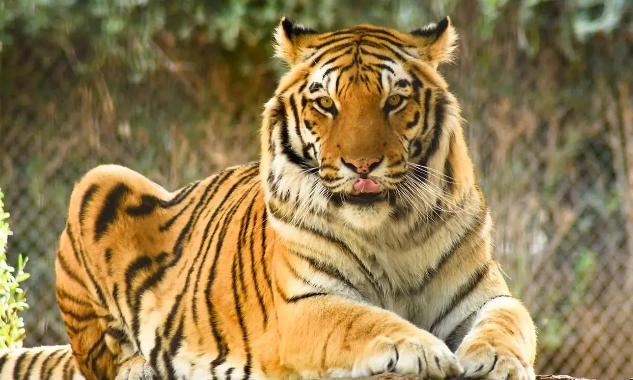 Admission to Wildlife World Zoo, Aquarium, & Safari Park