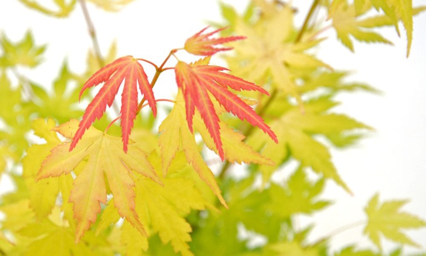 Image 18: Mixed Japanese Acer Palmatum Potted Plants