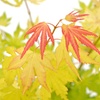 Image 18: Mixed Japanese Acer Palmatum Potted Plants