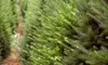 Premium Grade Fraser Fir Christmas Tree Delivered from Christmas 2 Your Door (Up to 55% Off)﻿
