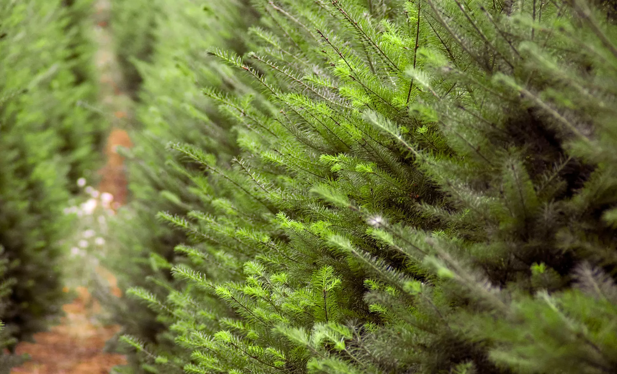 Premium Grade Fraser Fir Christmas Tree Delivered from Christmas 2 Your Door (Up to 55% Off)﻿ - Primary Image
