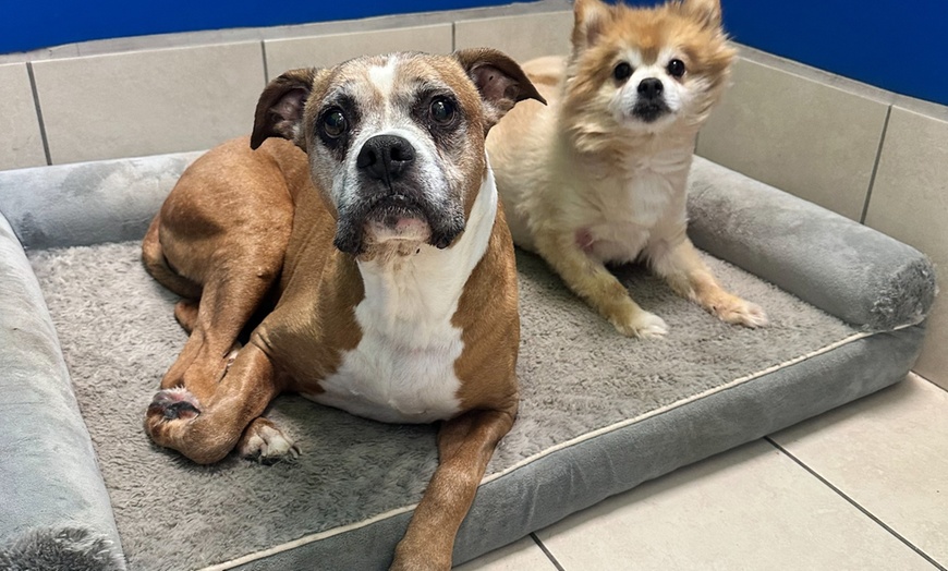 Image 6: Weekday Fun and Care with One, Three or Five Days of Dog Daycare