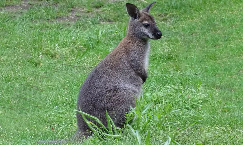 Tageskarte oder Familienkarte für den Tierpark Weißwasser