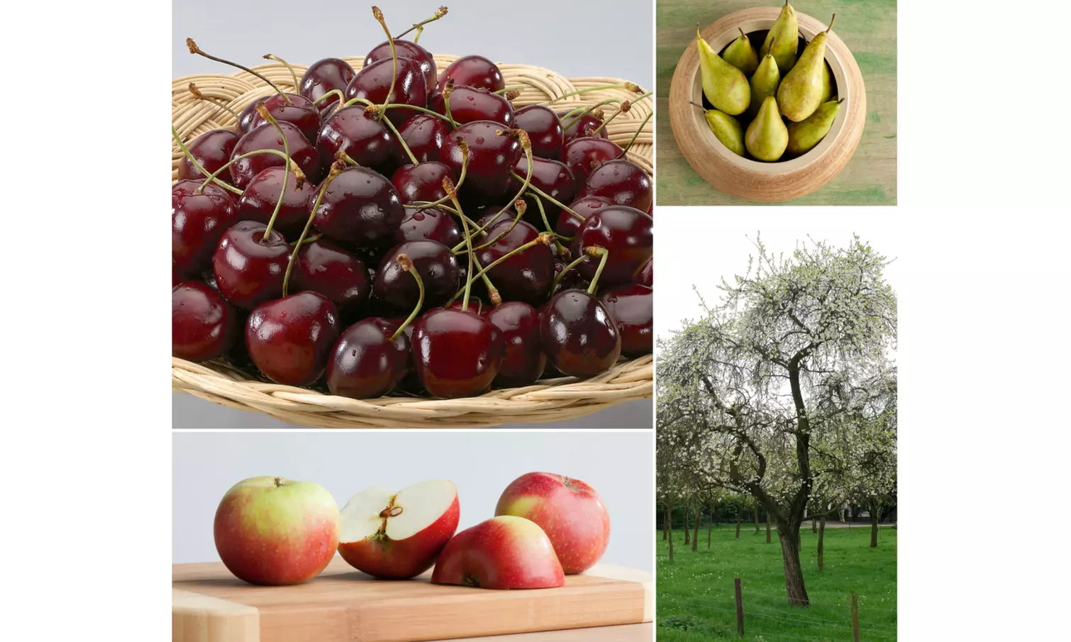 Set de 3 árboles frutales: Manzano, Peral y Cerezo