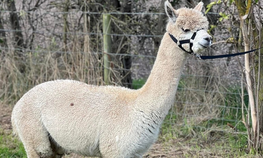 Image 3: Unleash Your Inner Adventurer with Alpacas Tour — Now Up to 25% Off 