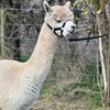 Image 3: Unleash Your Inner Adventurer with Alpacas Tour — Now Up to 25% Off 