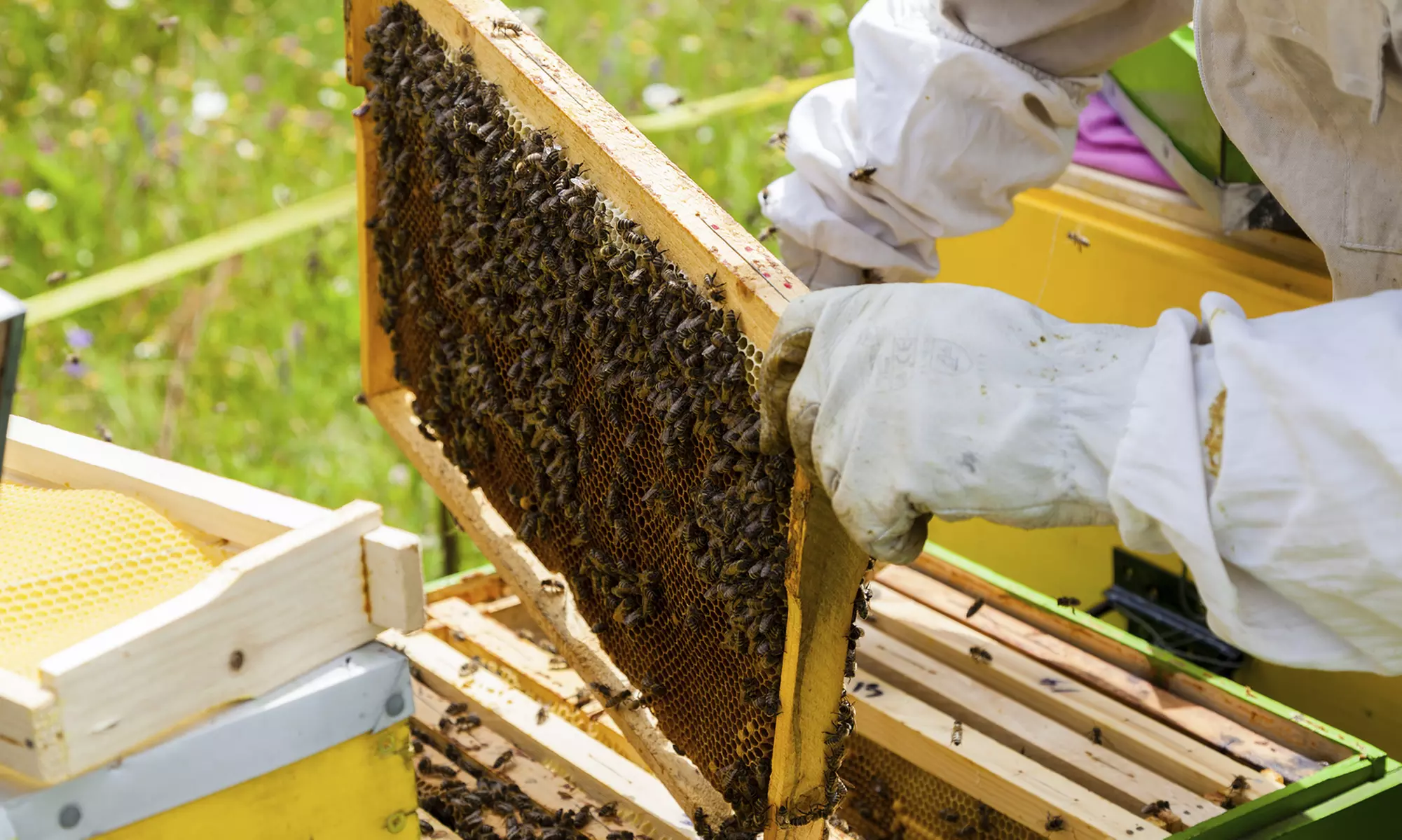 Bee Inspired: Dive Into a Beekeeping Class with Honey Tasting at San Francisco Honey & Pollen - Up to 34% Off  - Primary Image