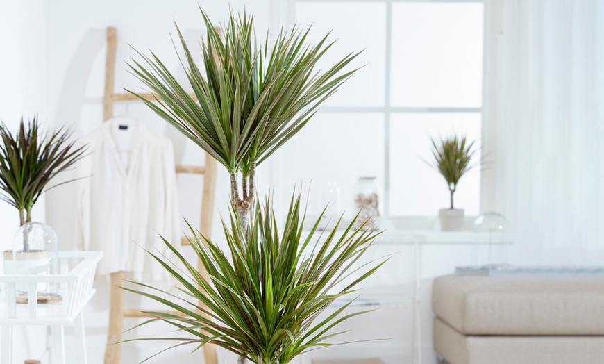 Image 5: Dracaena bicolor 80 & 125cm