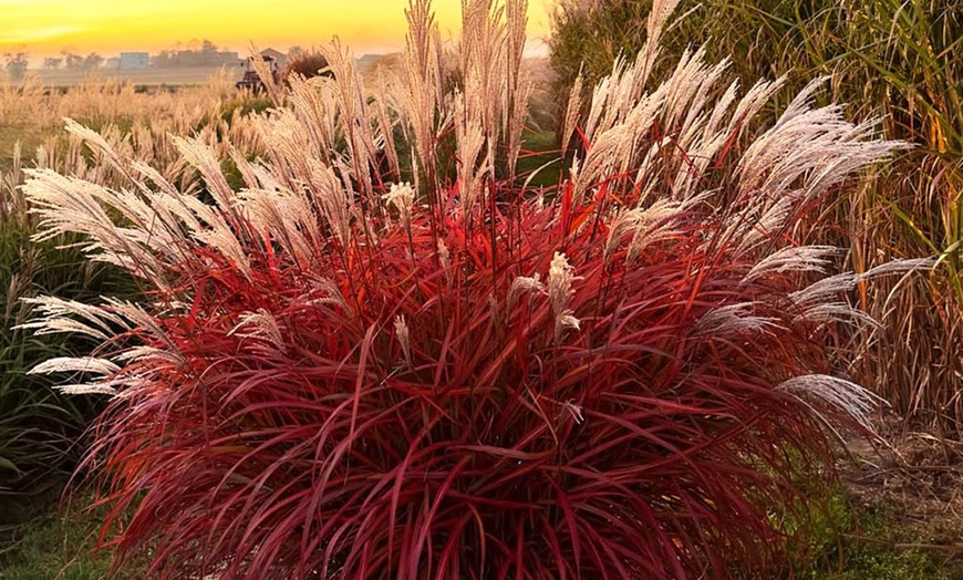 Image 4: Pack of Three Miscanthus 'Lady in Red' Plug Plants 
