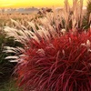 Image 4: Pack of Three Miscanthus 'Lady in Red' Plug Plants 