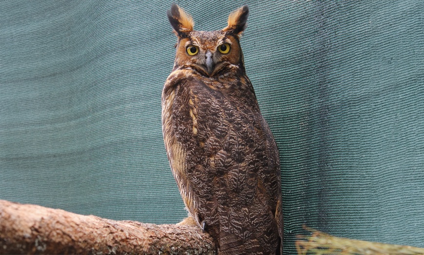 Image 6: Experience Wildlife - Admission to North Florida Wildlife Center