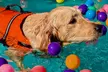 Dog Swim & Groom Deals: 1 or 3 Dog Swim Session or Deluxe Groom
Packages for All Breeds @Pawsome (Up To 56% Off) - Image 5