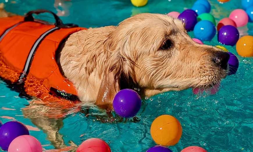 Image 5: Dog Swim Sessions or Deluxe Grooming Packages for All Breeds