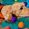 Image 5: Dog Swim Sessions or Deluxe Grooming Packages for All Breeds
