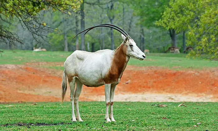 Visit for Two, Four, or Six to Cherokee Trace Drive-Thru Safari (40% Off) - Primary Image