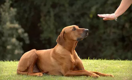 $99 for a Six-Week Puppy-Training Course at Dog Training Elite ($300 Value) - Primary Image