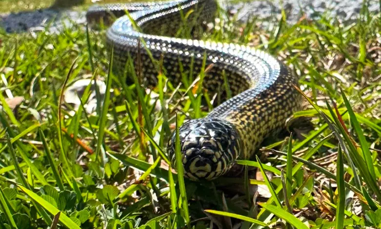 Spooky Snake Yoga for One, Two, or Four People on October 11, 2025