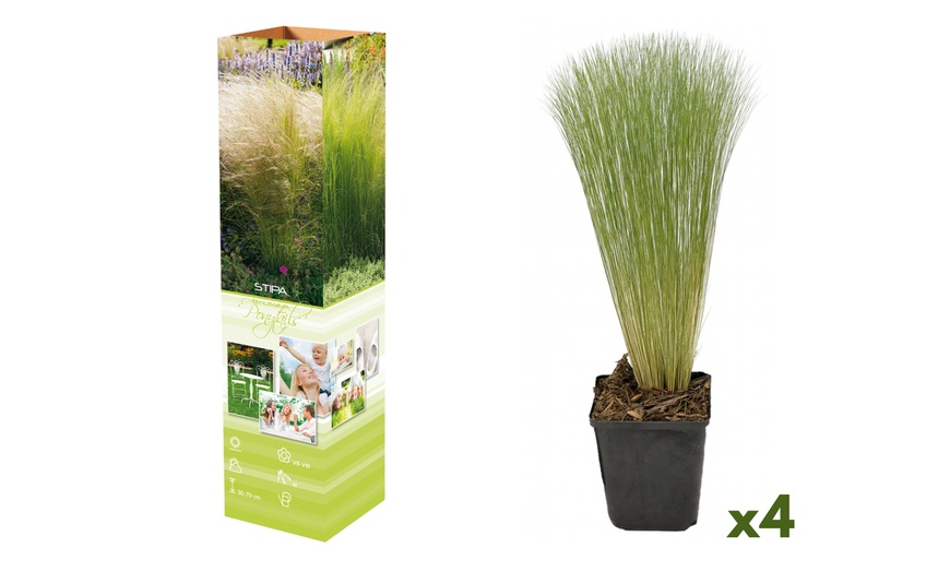 Image 2: Lot de 4 ou 8 cheveux d'ange ou "Stipa Ponytails"