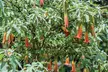 Angel Trumpet 'Brugmansia' – White, Yellow, Pink Potted Plants - Image 5