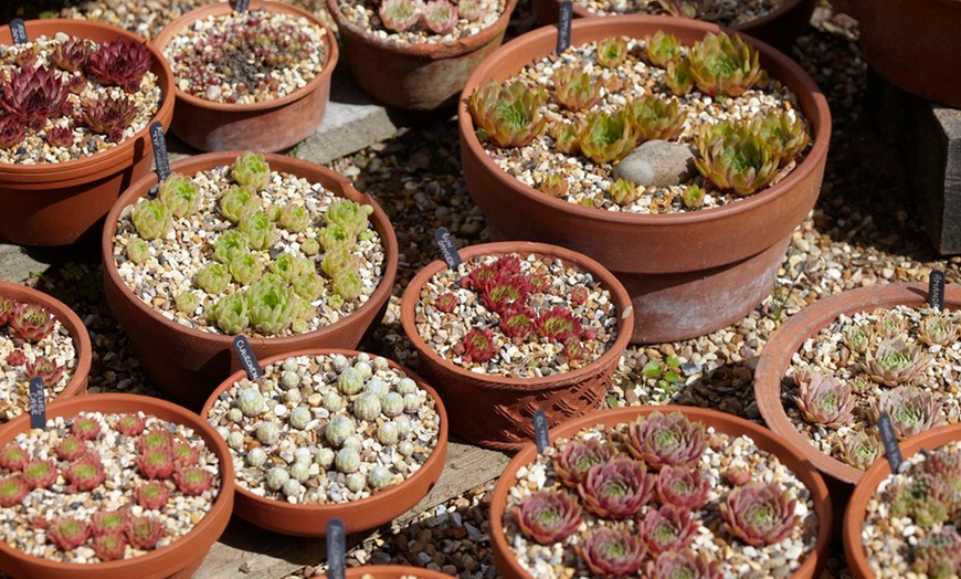 Image 3: Collection of Sempervivum Plants