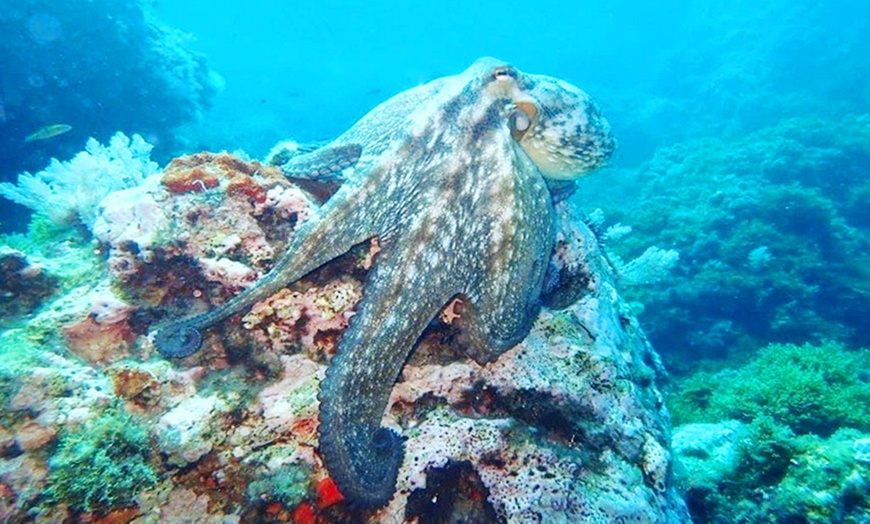 Image 2: Bautismo de buceo con inmersión en el mar durante 45 minutos