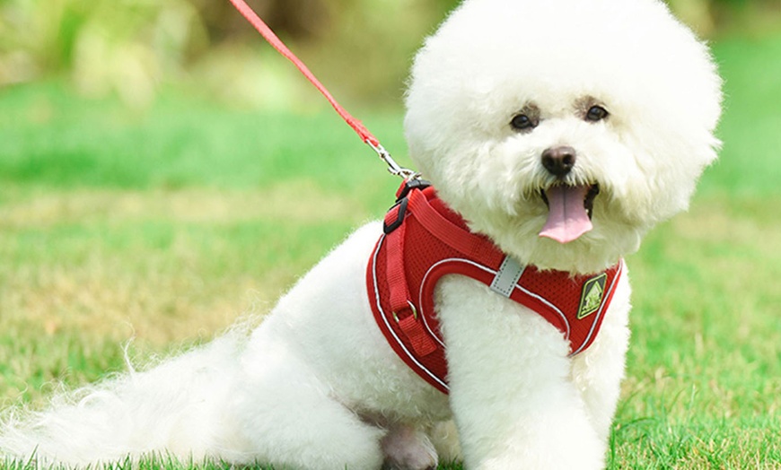 Image 8: Breathable Mesh Step-In Harness and Leash Set for Small Dogs