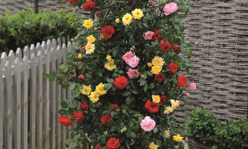 Image 3: Climbing Rose Trio Collection 