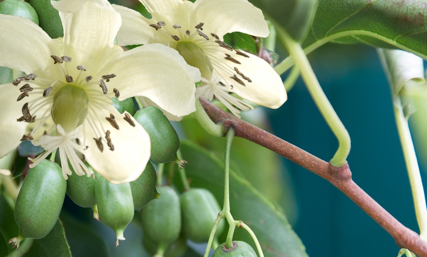 Image 1: Potted Kiwi Berry Plant