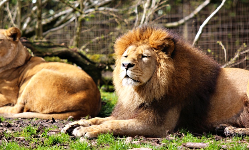 Image 15: General Admission to Belfast Zoo For Child, Adult, or Family 