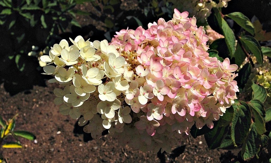 Image 2: Hortensia Pink Diamond 