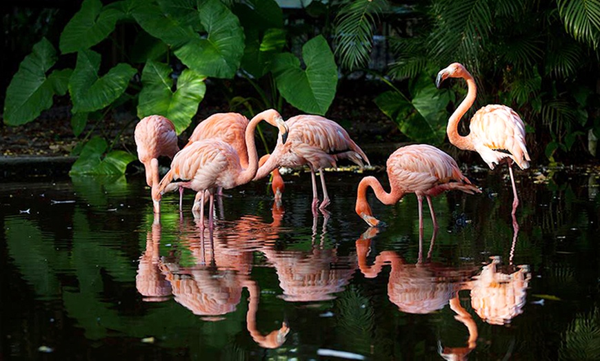 Everglades Wonder Gardens - Everglades Wonder Gardens | Groupon