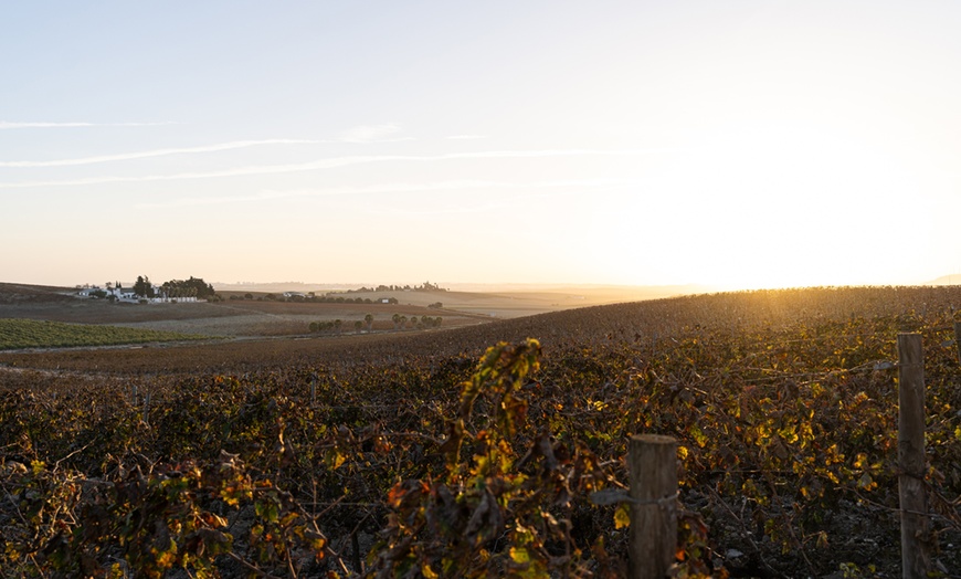 Image 12: Visita a bodega y cata de 5 vinos premiados o almuerzo/cena para 2 o 4