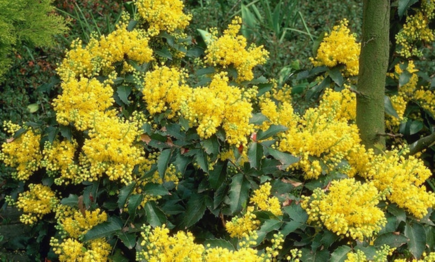 Image 6: Hardy Evergreen Shrub Collection