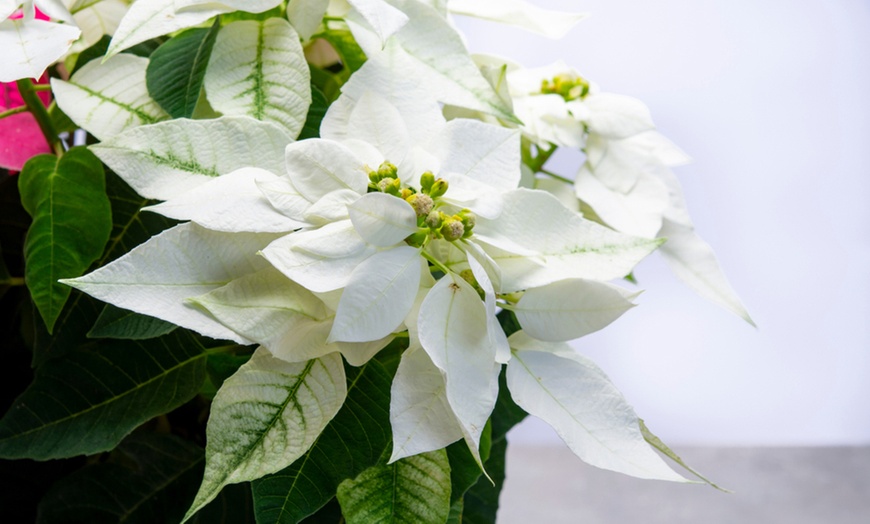 Image 2: Set van 3 of 6 kerstster-planten