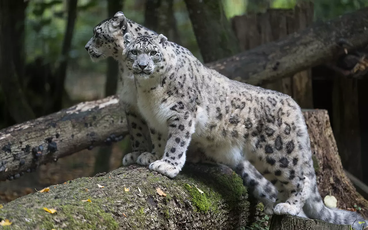 Safari animalier près de Paris avec accès Terre de Singes