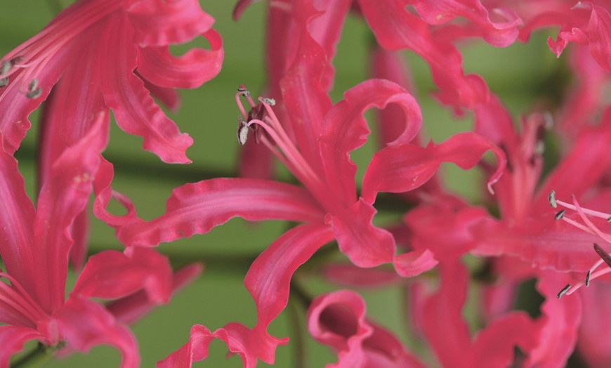 Image 10: Nerine Cornish Lily Two-Litre Potted Plants