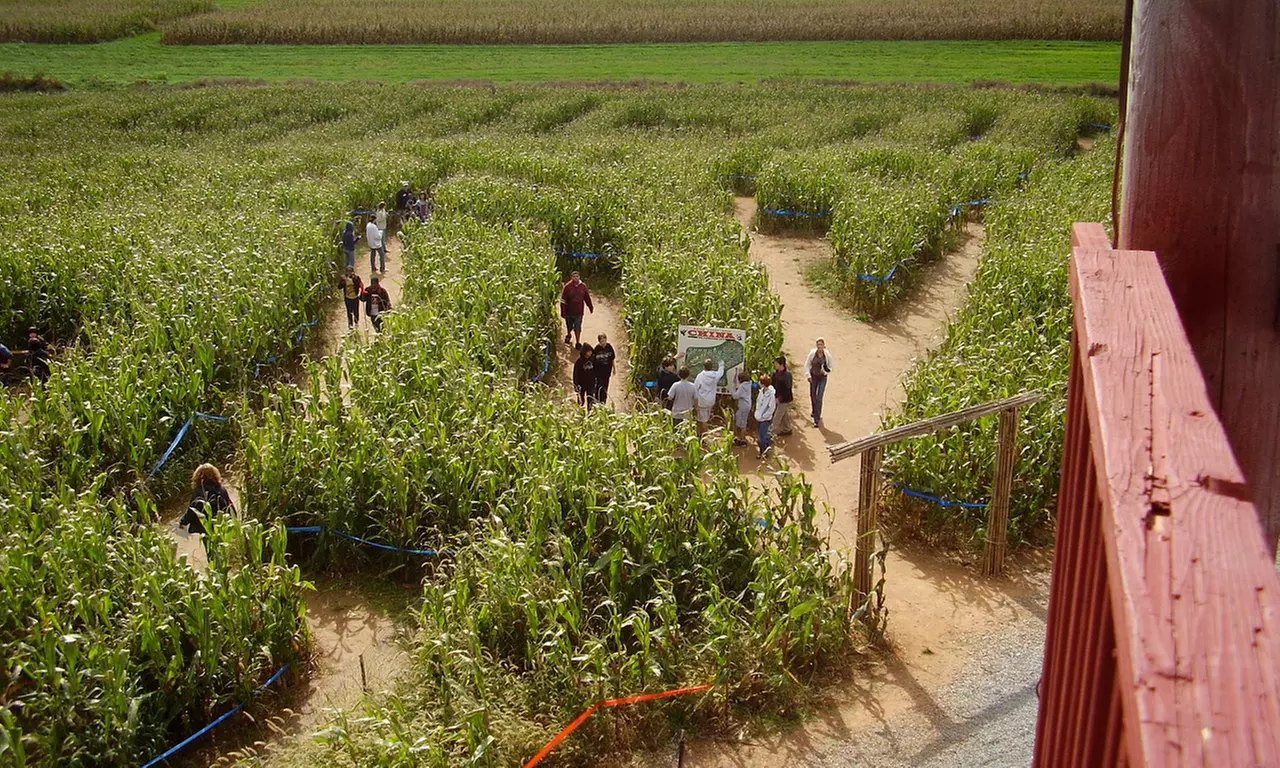 Corn Maze Package for Two or Four with Cow-Train Rides and Optional Apple Picking at Maize Quest (Up to 57% Off) - Second Medium