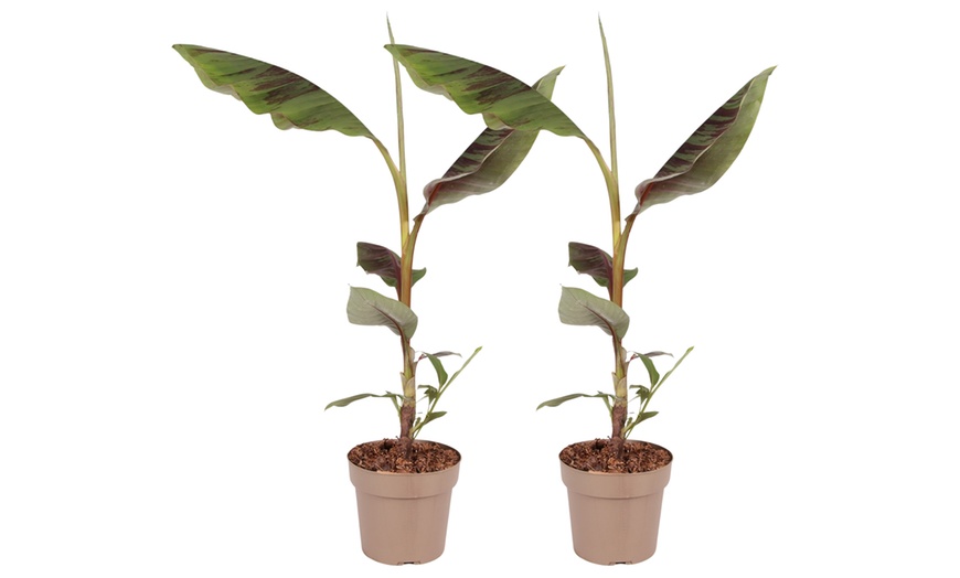 Image 4: 1 of 2 bananenplanten 'Musa Ensete Maurelii'