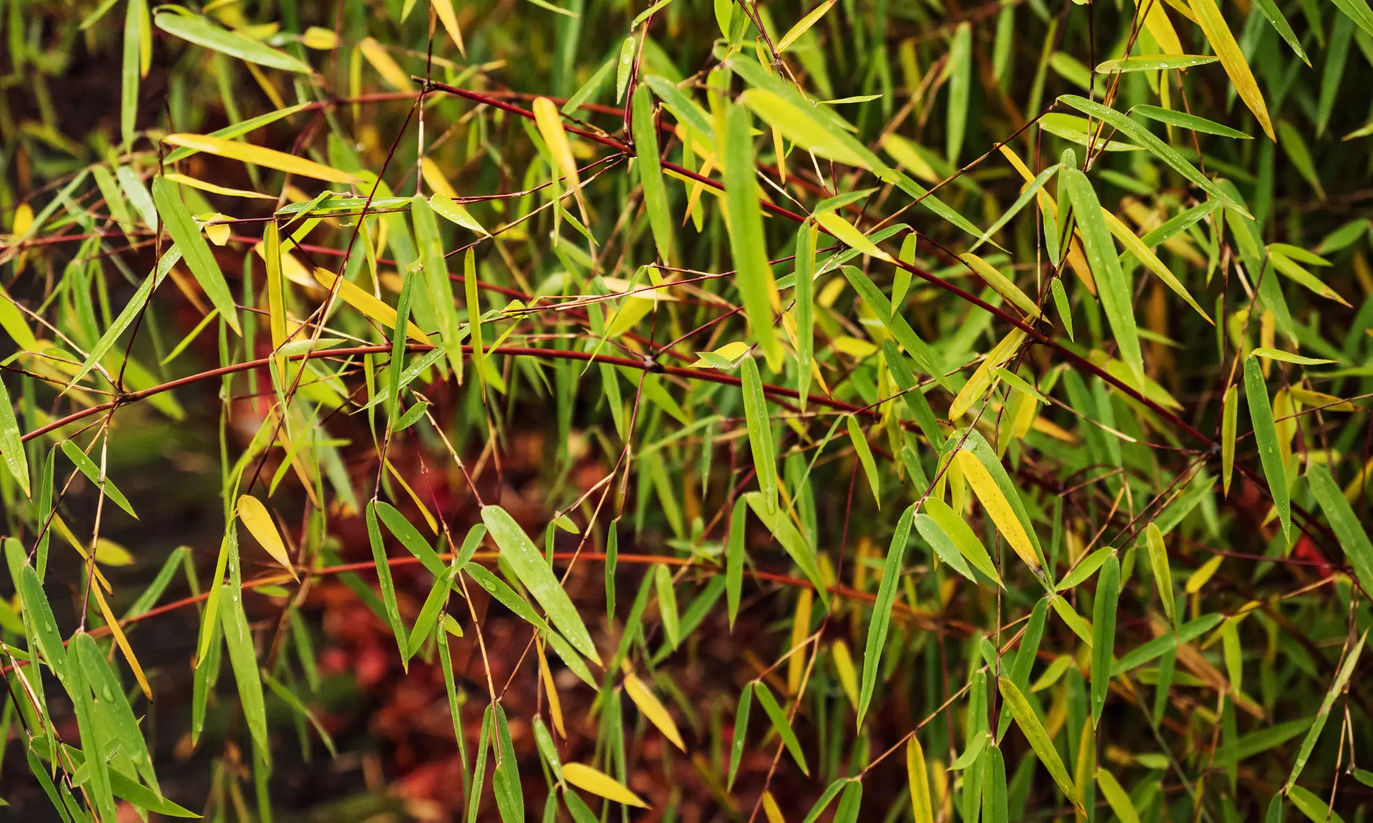 Hasta 6 plantas de bambú Fargesia