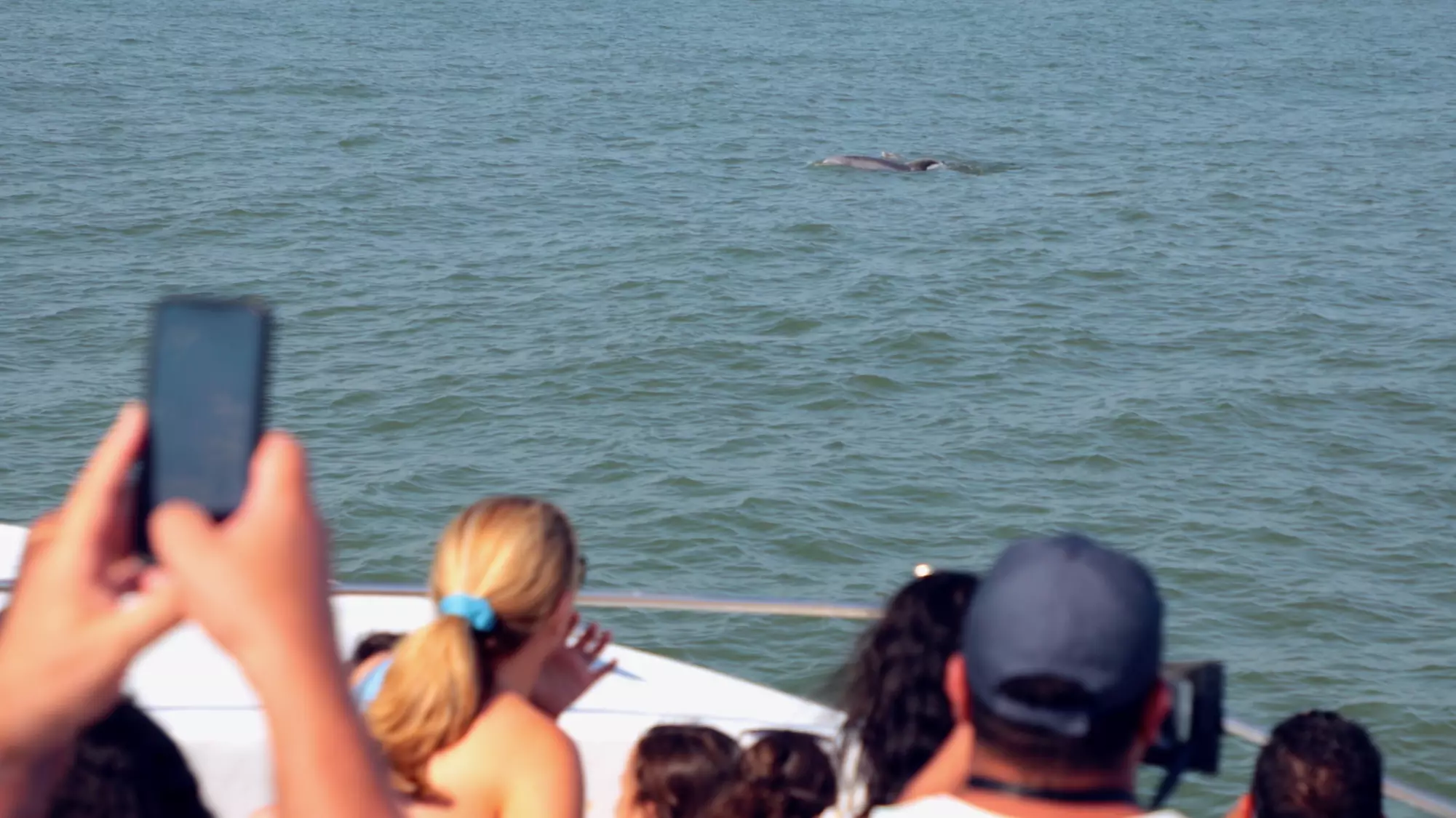 Dolphins, Speed & Sunsets—Cruises for All Ages!