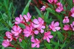 Nerium Oleander - Pink, Red or White - Potted Plants - Image 4